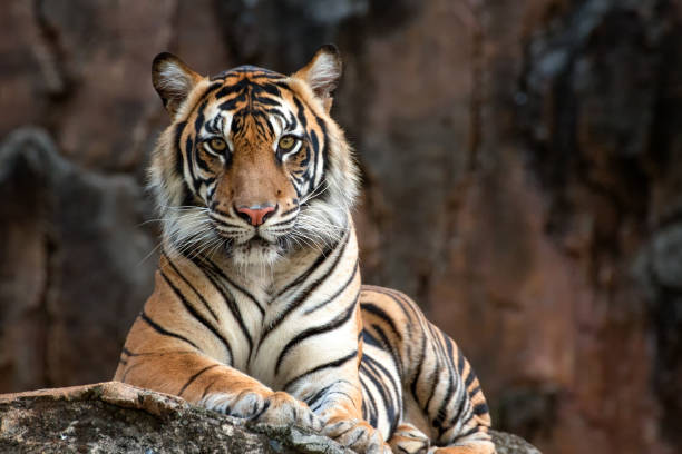 sumatrean tiger - female animal big cat undomesticated cat feline imagens e fotografias de stock