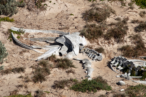 Buzzards feeding on the carcass of a humpback whale calf