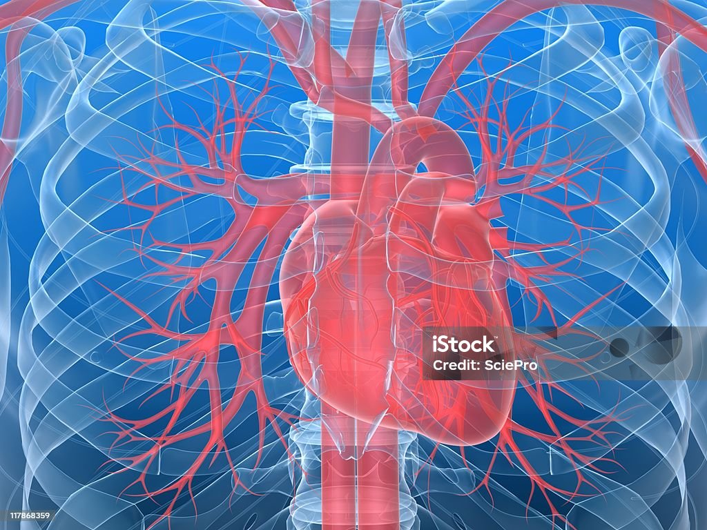 human heart Blood Flow Stock Photo