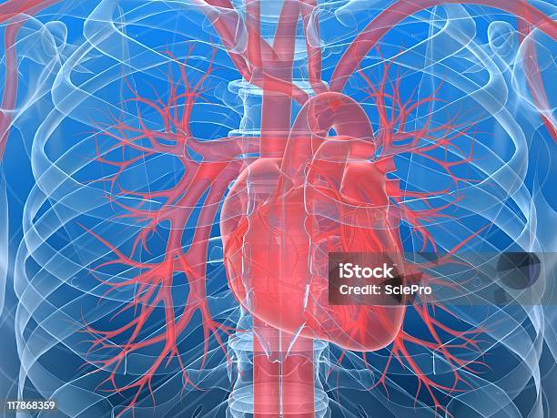 Human Heart Stock Photo - Download Image Now - Blood Flow, Anatomy, Biology