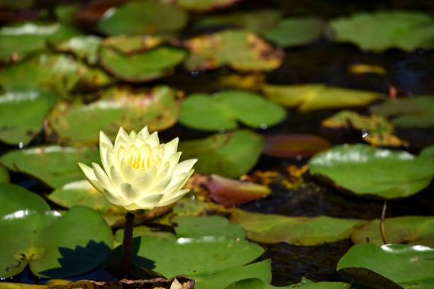 istock Water lily blooming on the pond 1178684182