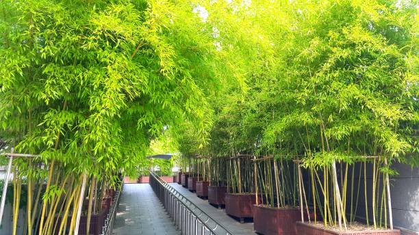 istock Bamboo planter tunnel road in korea 1178684219