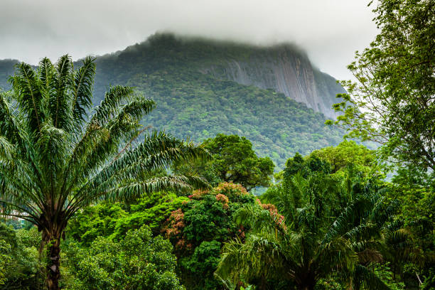 View of tropical plants and trees in Tijuca National Park in Rio de Janeiro, mountainside covered by mist