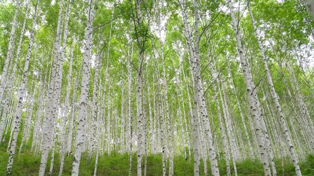 betulla coreana che sussurra betulla - betula papyrifera foto e immagini stock