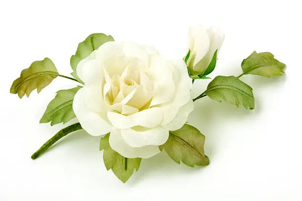 Photo of Rose on white background