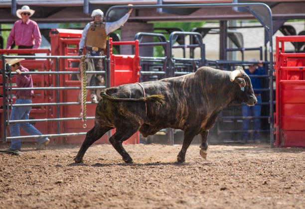 Clearing the bull from the rodeo arena Clearing the bull from the rodeo arena bull riding bull bullfighter cowboy hat stock pictures, royalty-free photos & images