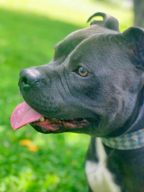 istock Gray pitbull with tongue out 1178687916