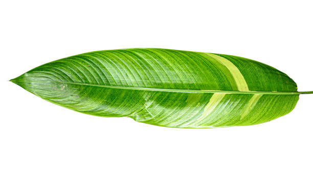 istock Heliconia variegated leaf isolated on white background with clipping path. 1178691964