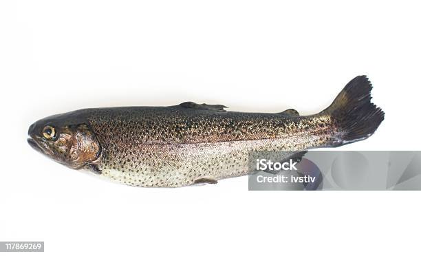 Brook 송어 민물송어에 대한 스톡 사진 및 기타 이미지 - 민물송어, 건강한 식생활, 꼬리지느러미