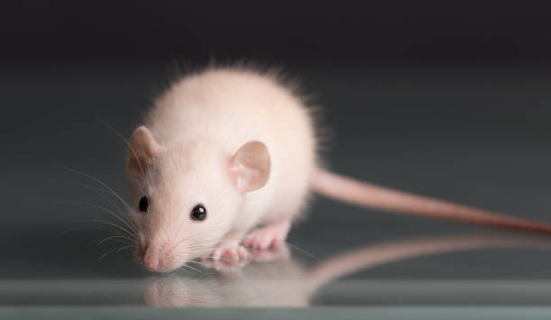 istock baby rat on glass closeup 1178696123