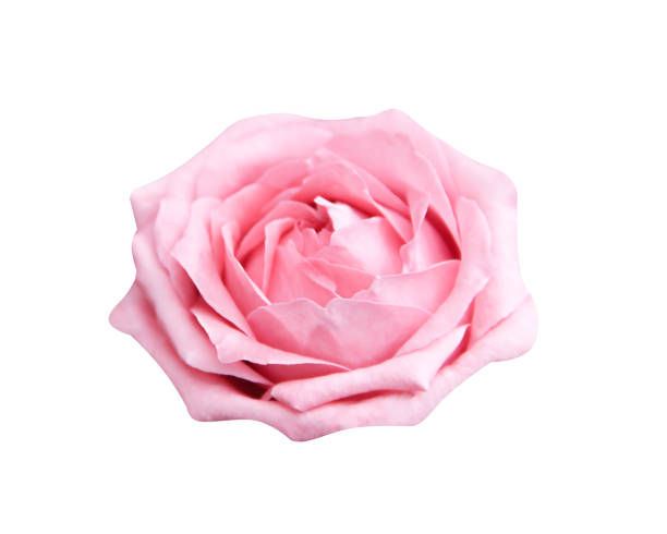 istock Single sweet pink rose flowers patterns head blooming isolated on white background with clipping path , beautiful natural patterns 1178697003