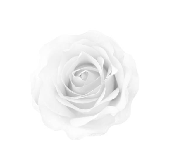 istock Rose flowers white or gray patterns head blooming with water drops isolated on background with clipping path top view 1178697014