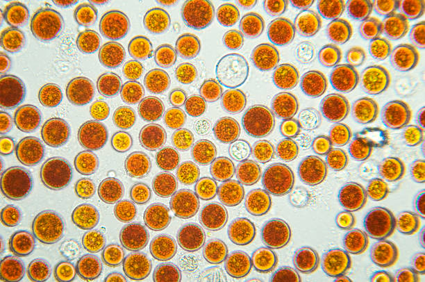 algae, Haematococcus pluvialis, micrograph stock photo