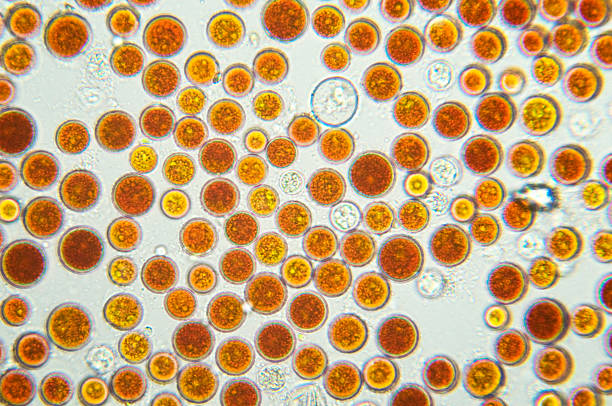 водоросли, haematococcus pluvialis,-исследовательская микрофотография - magnification high scale magnification cell scientific micrograph стоковые фото и изображения