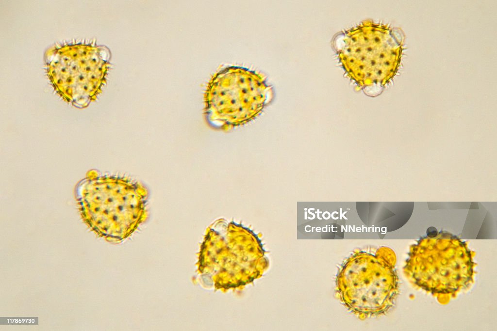 キンセンカ花粉顕微鏡写真 - 花粉のロイヤリティフリーストックフォト