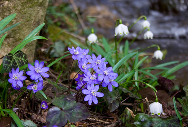 spring flowers  leucojum vernum stock pictures, royalty-free photos & images