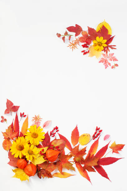 istock autumn leaves and flowers on white background 1178697953