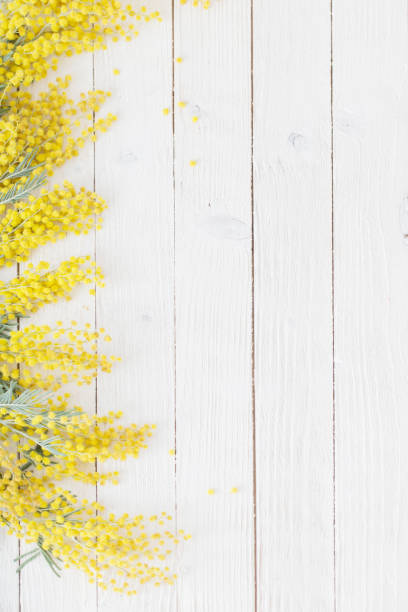 istock mimosa on white wooden background 1178698022