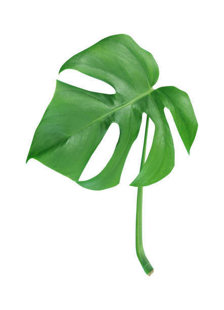 istock monstera leaves isolated on white background 1178698027