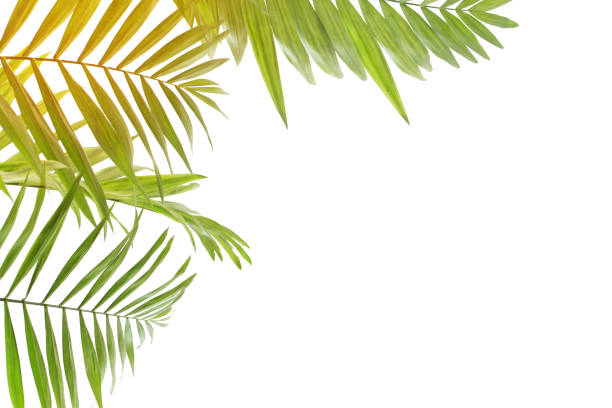 istock palm leaves isolated  on white background 1178698028
