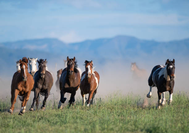 istock Running of the wild horses 1178698284