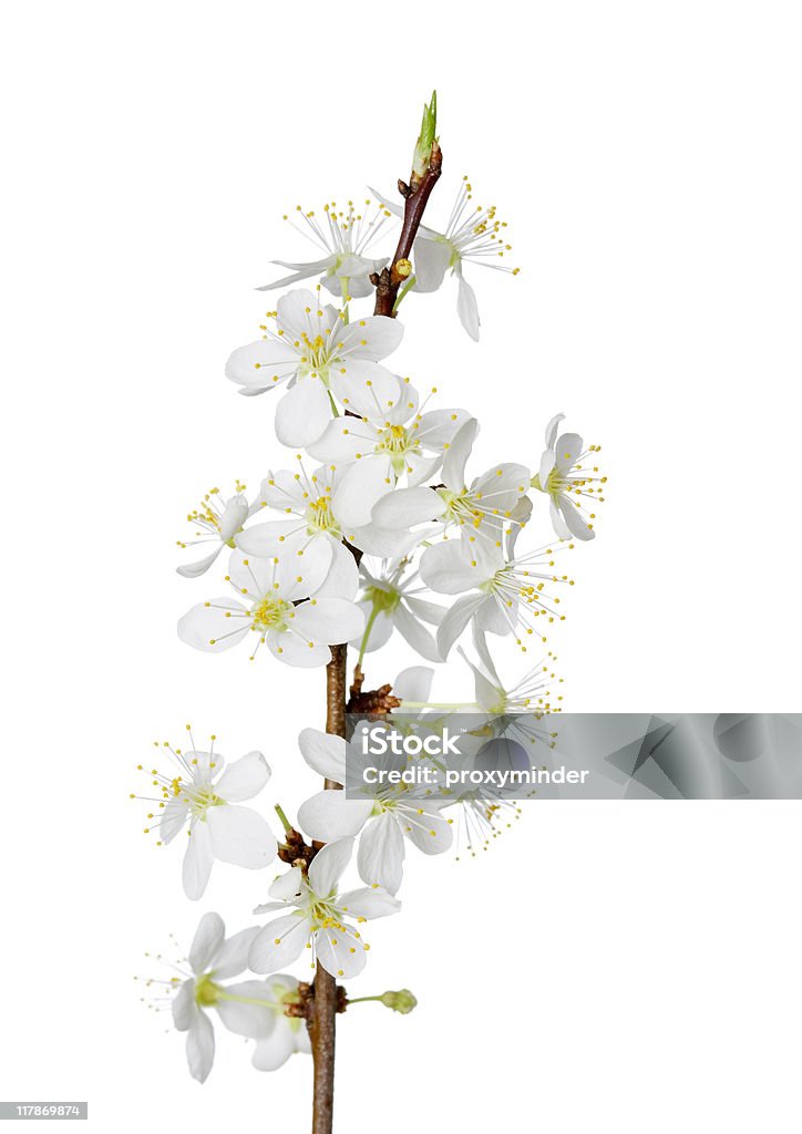 Fiore di ciliegio - Foto stock royalty-free di Aprile