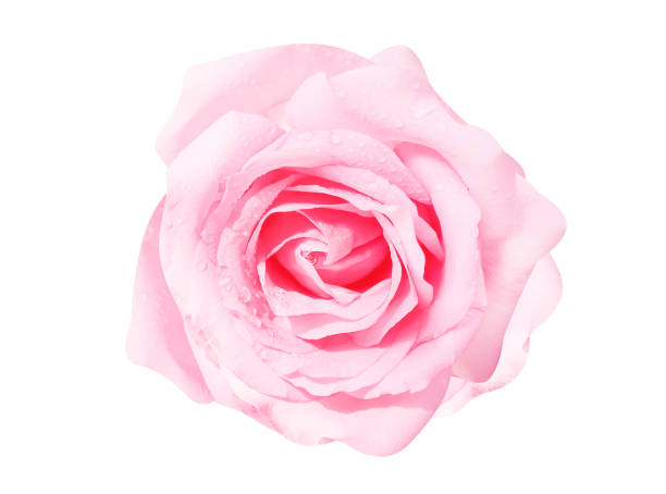 istock Pink rose flowers fresh sweet patterns head with water drops isolated on white background top view 1178699058