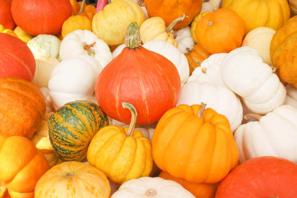 istock Multicolored pumpkins fresh organic pile for background 1178699132