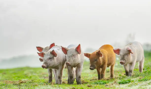 4 different colours piglets standing in front of the photographer