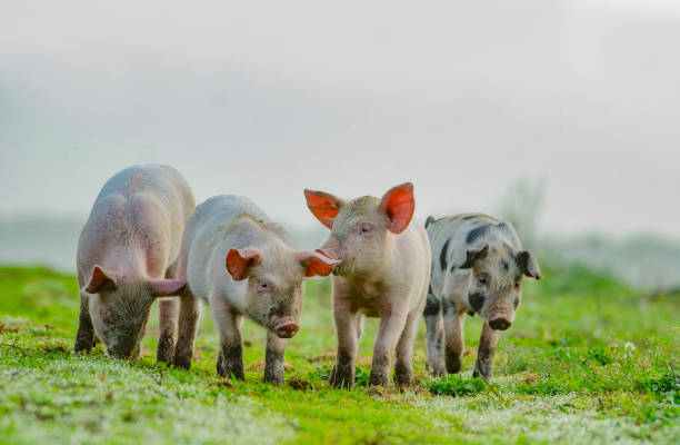 4 lechones de diferentes colores de pie frente al fotógrafo - cerdito fotografías e imágenes de stock