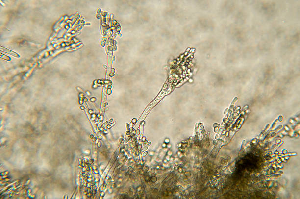 penicillium mold micrografía - penicillin fotografías e imágenes de stock