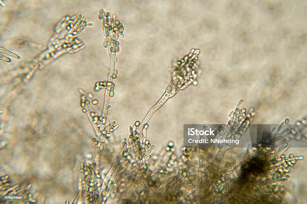 Penicillium mold micrograph Photomicrograph of  Penicillin Stock Photo