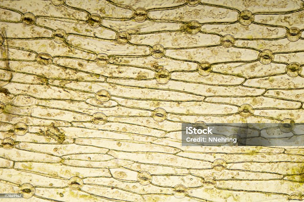 Micrografia monocot stoma di - Foto stock royalty-free di Flora