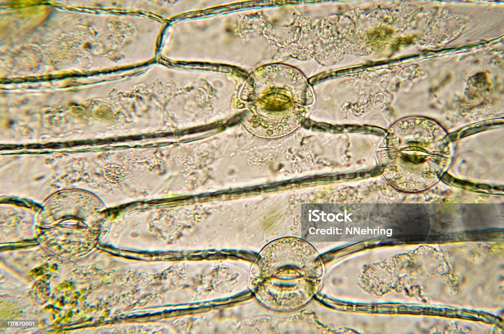기공 of monocot 현미경 - 로열티 프리 기공-잎 표피 스톡 사진