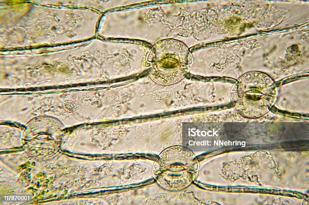 기공 Of Monocot 현미경 기공-잎 표피에 대한 스톡 사진 및 기타 이미지 - 기공-잎 표피, 잎, 식물세포