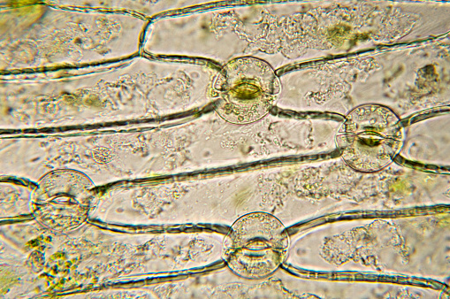Photomicrograph of stomata of leaf. Typical monocot distribution of stomata. Epidermis peeled from iris leaf. Live specimen. Wet mount, 40X objective, transmitted brightfield illumination.