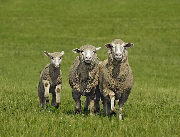 istock Running Trio of Sheep (Ovis aries) 117870147