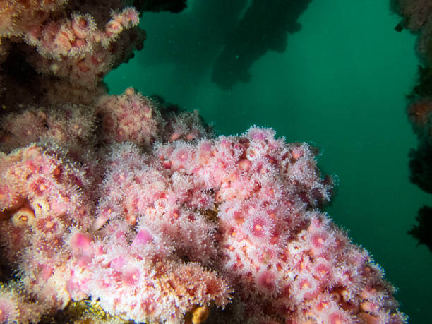 istock Strawberry anemones 1178702029