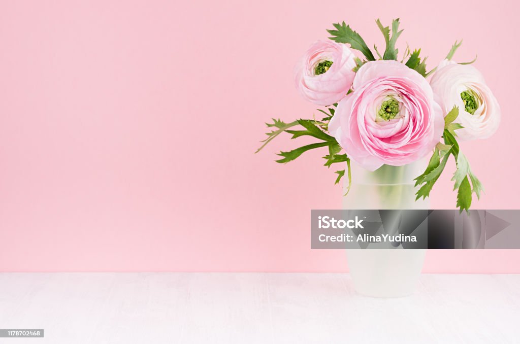 Gente pastel pink ranunculus flowers in elegant frosted white vase on soft light white wood board and pink wall, copy space. Frosted Glass Stock Photo