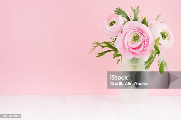 Gente Pastel Pink Ranunculus Flowers In Elegant Frosted White Vase On Soft Light White Wood Board And Pink Wall Copy Space Stock Photo - Download Image Now
