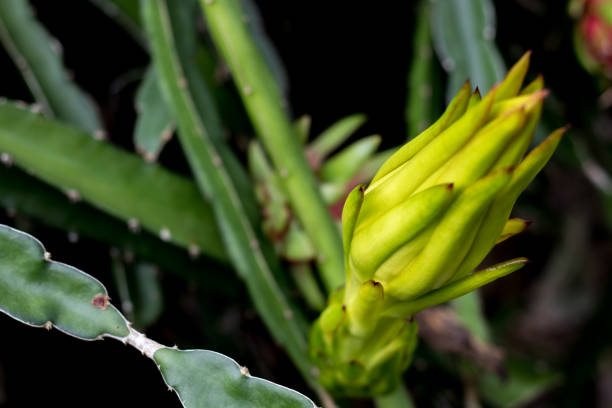 istock dragon fruit floral bud  on climber planting  tree  nature  background 1178702545