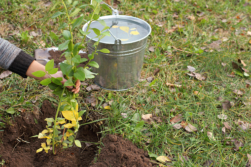 gardener supports blueberry seedling before watering