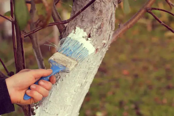 gardener is whitewashing a fruit tree trunk