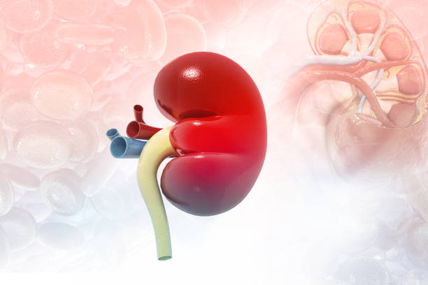 istock Human kidney anatomy 1178706598