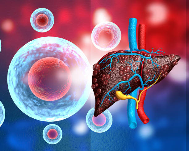 ヒト肝臓のウイルス感染 - macrophage human immune system cell biology ストックフォトと画像