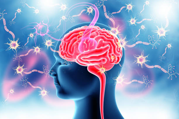 istock Human brain anatomy and Neuron cells 1178706729