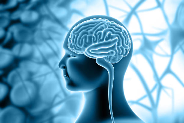 anatomie des menschlichen gehirns - brain human spine brain stem cerebellum stock-fotos und bilder