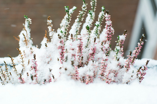 Snow on the rosemary plant