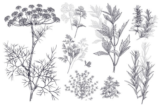 gewürz zum aroma von lebensmitteln. dill, koriander oder koriander, thymian, petersilie, lovage, estragon oder estragon, rosmarin. - herb tarragon thyme parsley stock-grafiken, -clipart, -cartoons und -symbole