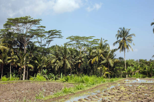 istock Tropical Jungle, palm trees and rice fields amazing view, Ubud, Bali, Indonesia. 1178714019
